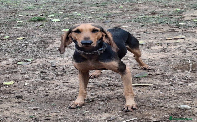 Segugio cani BOBO 💙 - dolcissimo segugio, ama le coccole 🤗  - Annuncio 11