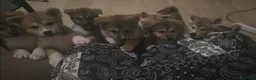 Akita Inu cani in vendita: Cuccioli di Akita Inu a Città metropolitana di Milano - Annuncio 10