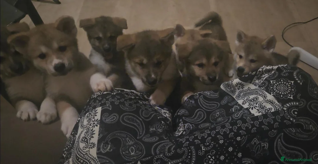 Akita Inu cani in vendita: Cuccioli di Akita Inu a Città metropolitana di Milano - Annuncio 10