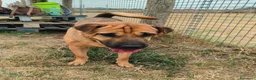 Shar Pei cani in regalo: Sharpone - Annuncio 6