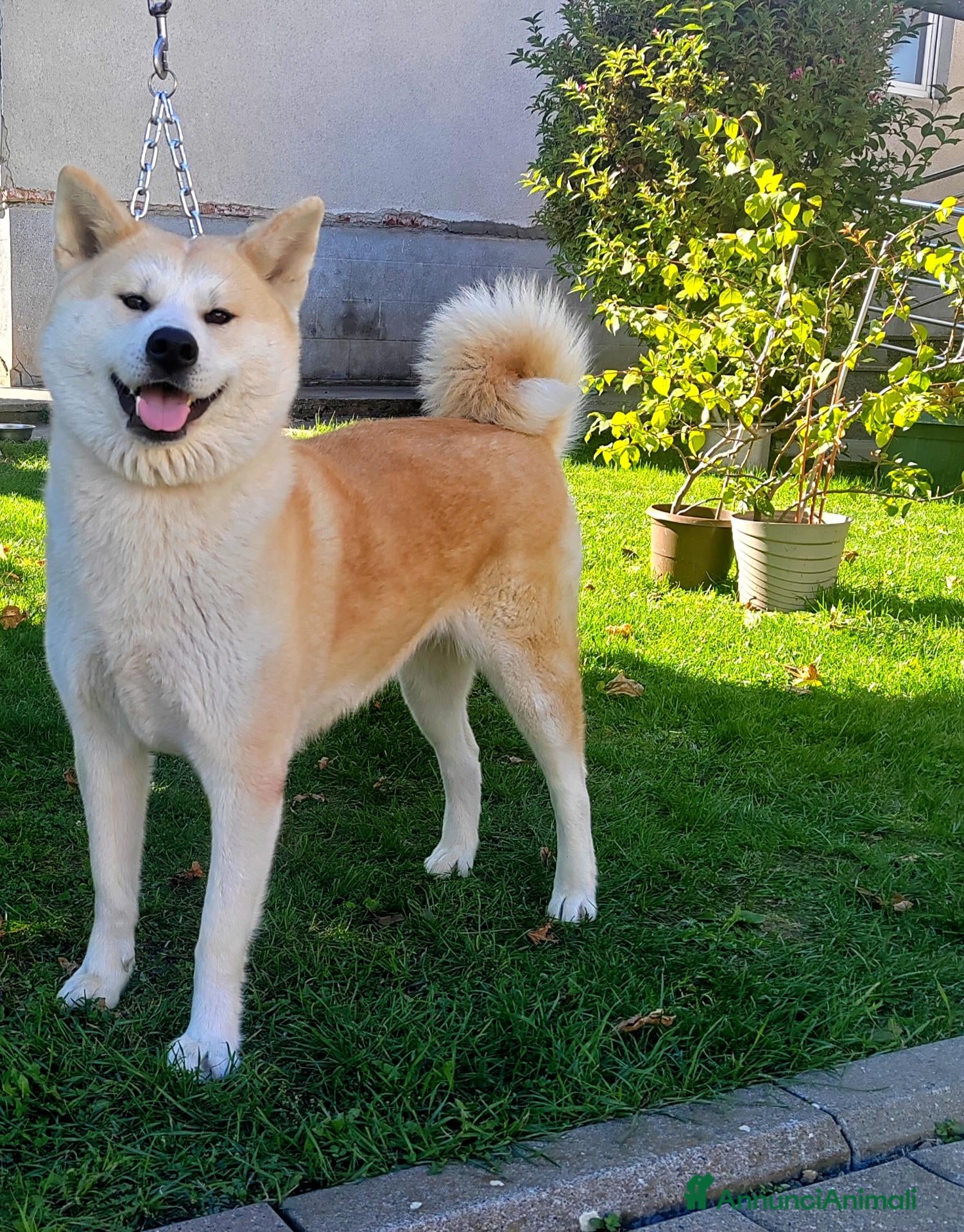 Akita Inu cani Akita Inu femmina Rina da eccellenti linee FCI - Annuncio 12