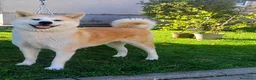 Akita Inu cani in vendita: Akita Inu femmina Rina da eccellenti linee FCI a Città metropolitana di Milano - Annuncio 1