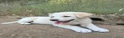 Meticcio cani in regalo: Luce cerca casa 💞 - Annuncio 5