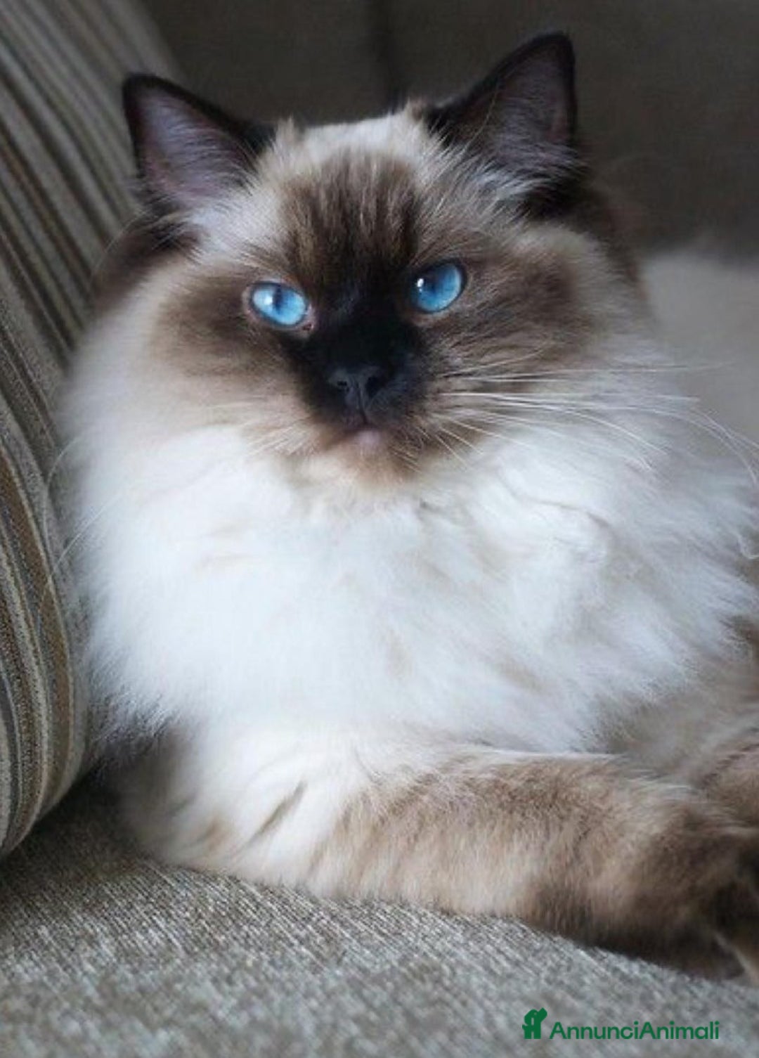 Ragdoll gatti per accoppiamento: Bellissimo ragdoll per monta  - Annuncio 2