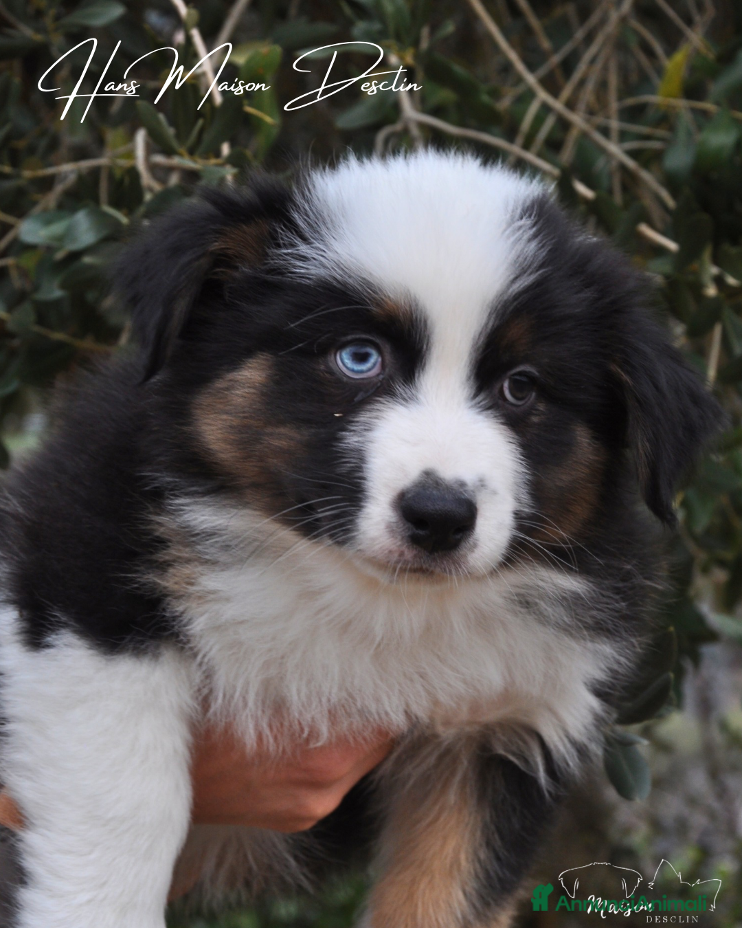 Australian Shepherd cani Cuccioli pastore australiano  - Annuncio 5