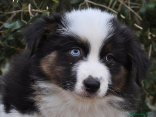 Australian Shepherd cani Cuccioli pastore australiano - Annuncio 5