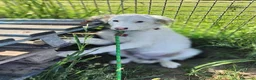 Pastore Maremmano cani in regalo: Romolo & Remo, cuccioli di maremmano a Provincia di Latina - Annuncio 4