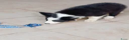 Border Collie cani in vendita: Cuccioli di border collie  - Annuncio 1