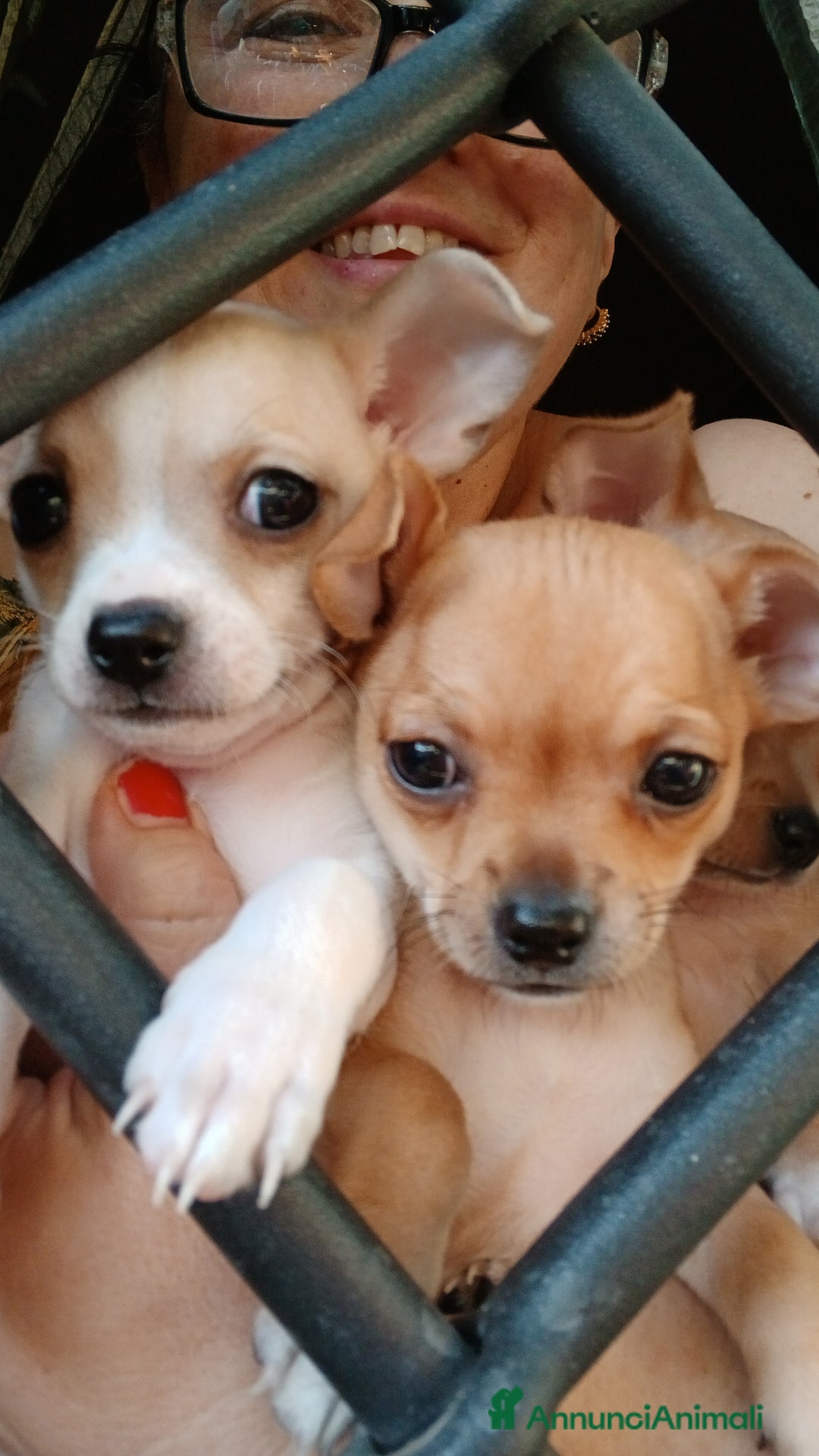 Chihuahua cani in vendita: Chihuahua Cuccioli stupendi a Città metropolitana di Roma Capitale - Immagine 22