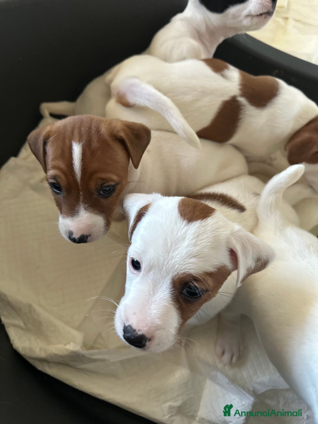 Jack Russell cani in vendita: Jack Russel Terrier di Razza Neri, tricolori  - Annuncio 8