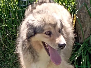 Meticcio cani Zigo simil pastore scozzese in adozione a Provincia di Latina - Annuncio 13