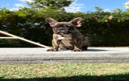 Bulldog Francese cani in vendita: BULLDOG FRANCESI - Immagine 3