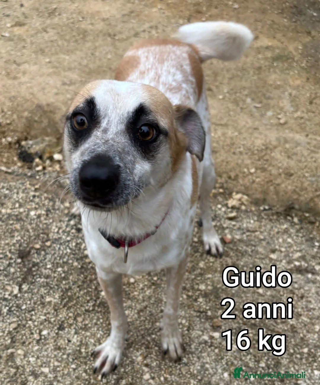 Meticcio cani in regalo: CANI TAGLIA PICCOLA E MEDIOPICCOLA  - Annuncio 9