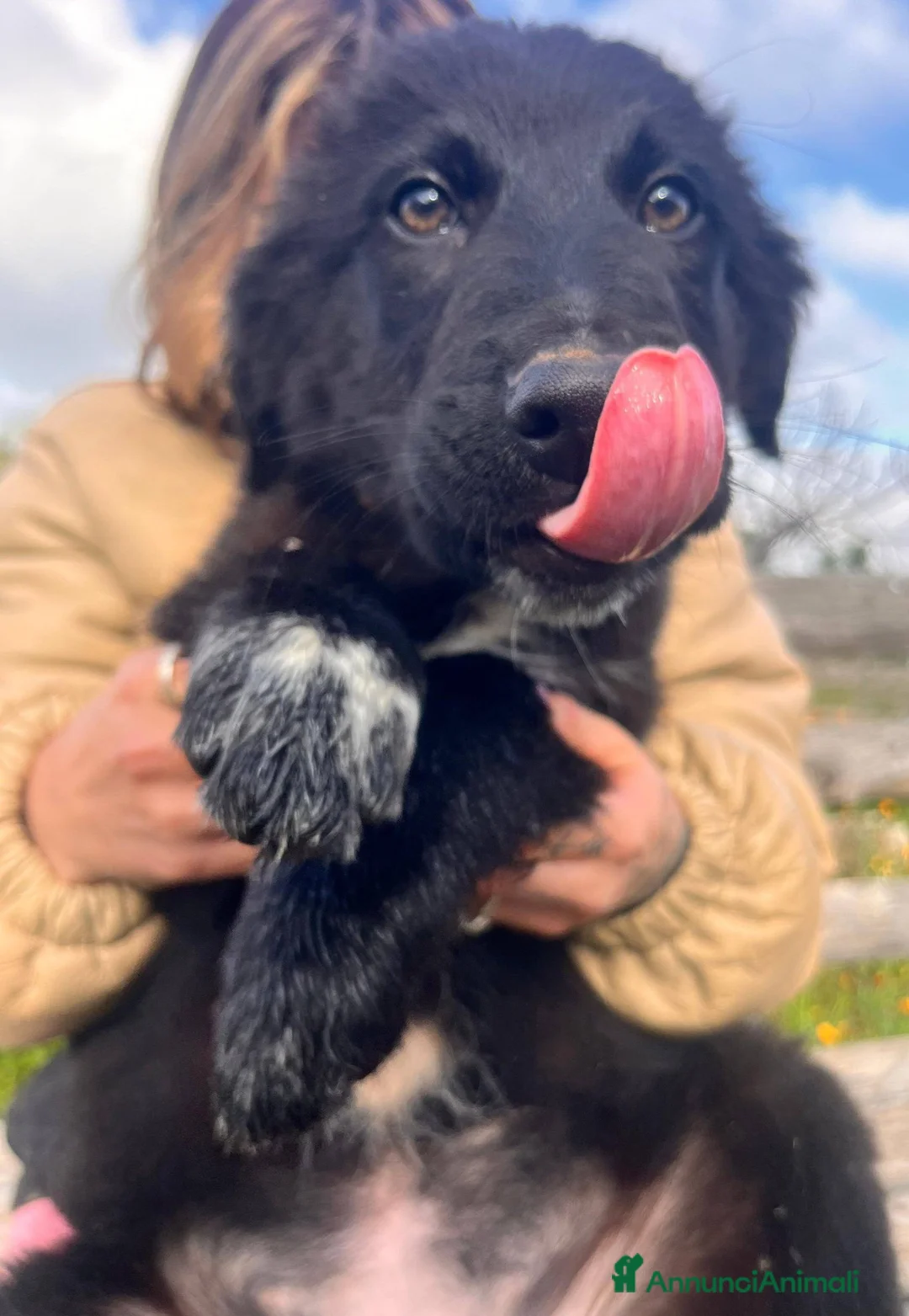 Meticcio gatti in regalo: Cuccioli belli teneri e giocherelloni - Annuncio 8