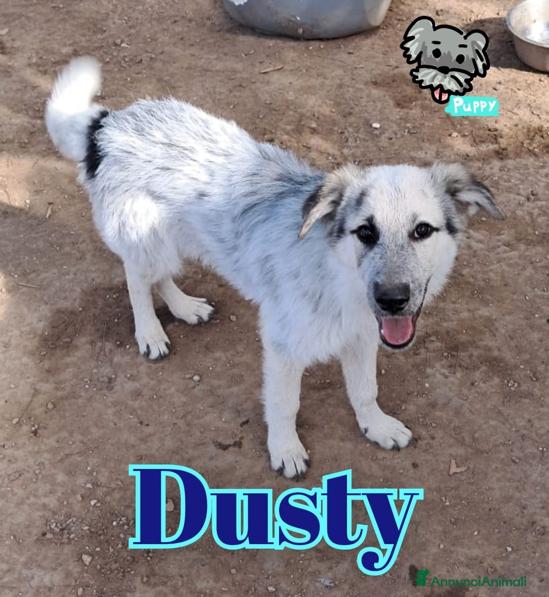 Meticcio cani in regalo: DUSTY nato ad Aprile ‘25 - Annuncio 1