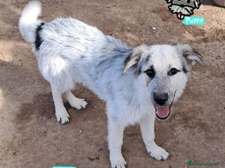 Meticcio cani DUSTY nato ad Aprile ‘25 - Annuncio 23