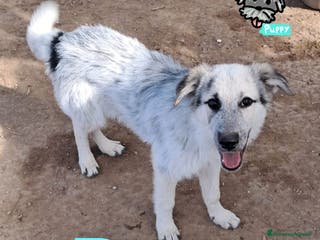 Meticcio cani DUSTY nato ad Aprile ‘25 - Annuncio 34