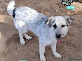 Meticcio cani DUSTY nato ad Aprile ‘25 - Annuncio 41