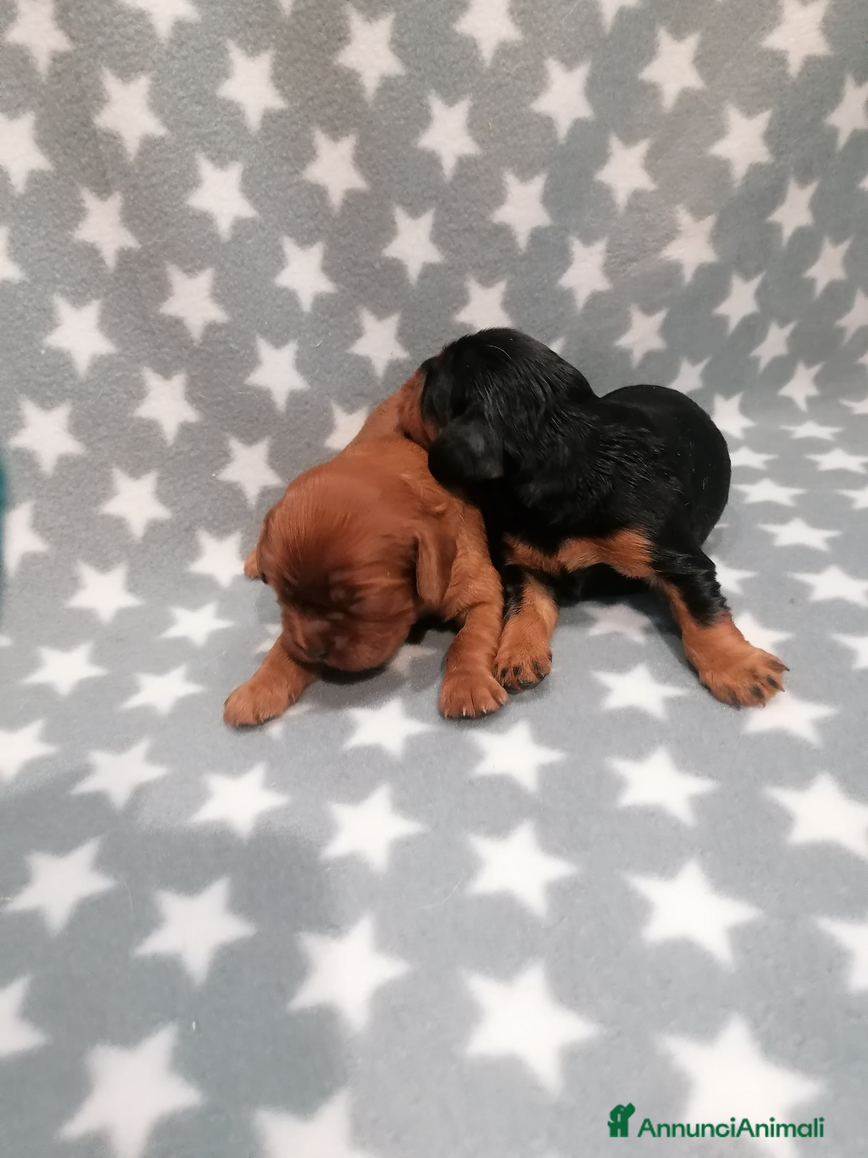 Cavalier King cani Cavalier King Charles Spaniel cuccioli - Annuncio 1