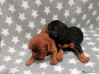 Cavalier King cani Cavalier King Charles Spaniel cuccioli - Annuncio 1