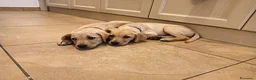 Labrador cani in vendita: Labrador  a Città metropolitana di Roma Capitale - Annuncio 6