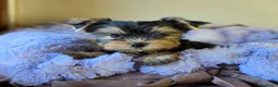 Yorkshire cani in vendita: Cuccioli di Yorkshire Terrier  - Annuncio 9