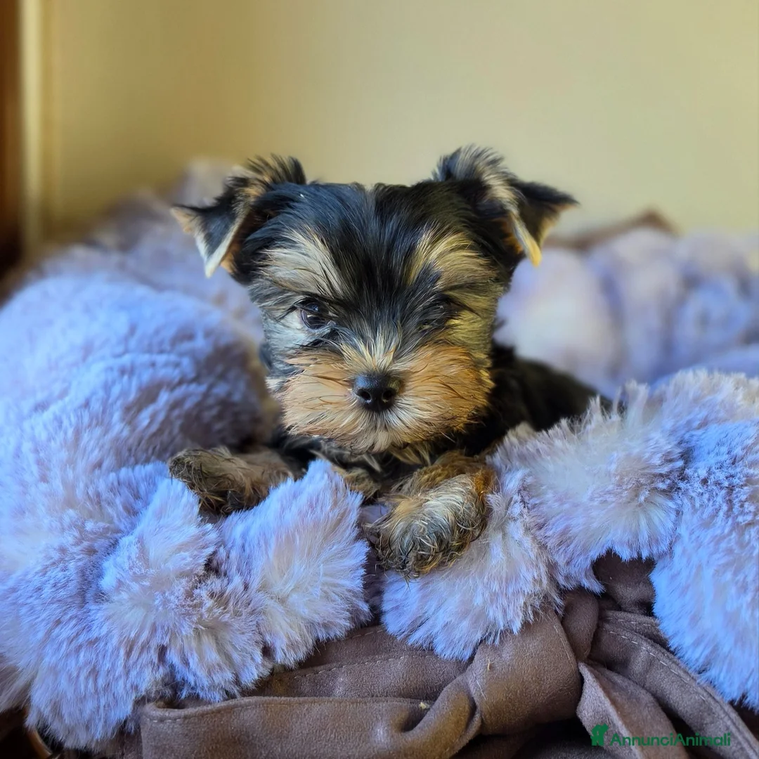 Yorkshire cani in vendita: Cuccioli di Yorkshire Terrier  - Annuncio 9