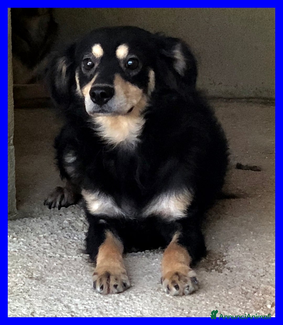 Meticcio cani in regalo: Tango 8anni bel timidino! - Annuncio 3