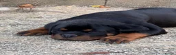 Rottweiler cani in vendita: Cucciolo rottweiler - Annuncio 3