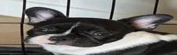 Bulldog Francese cani in vendita: Cuccioli di Bulldog francese a Città metropolitana di Palermo - Annuncio 3