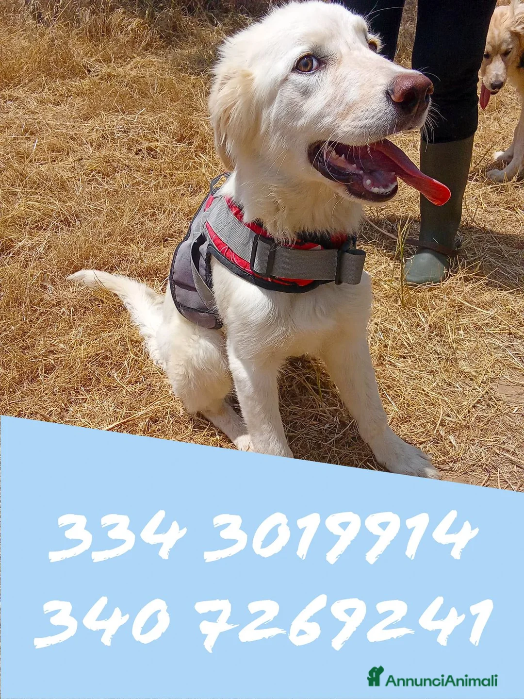 Meticcio cani in regalo: EROS 💙 una nuvola bianca. Con quattro zampe. a Provincia di Padova - Annuncio 2