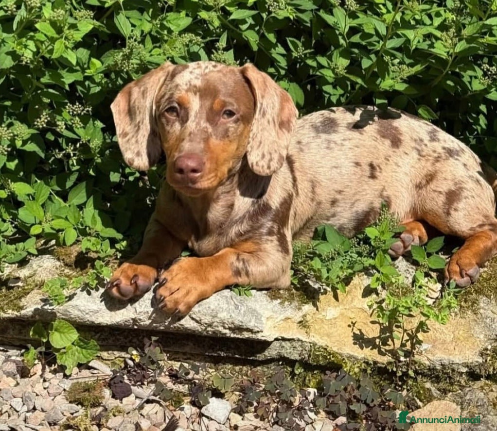 Bassotto cani Bassotto maschio - Annuncio 3