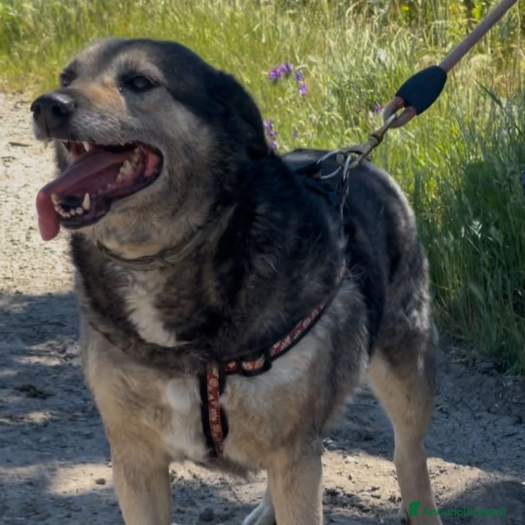 Meticcio cani in regalo: MOLLY 🩷 - mamma super eroina ora merita amore a Provincia di Como - Immagine 5