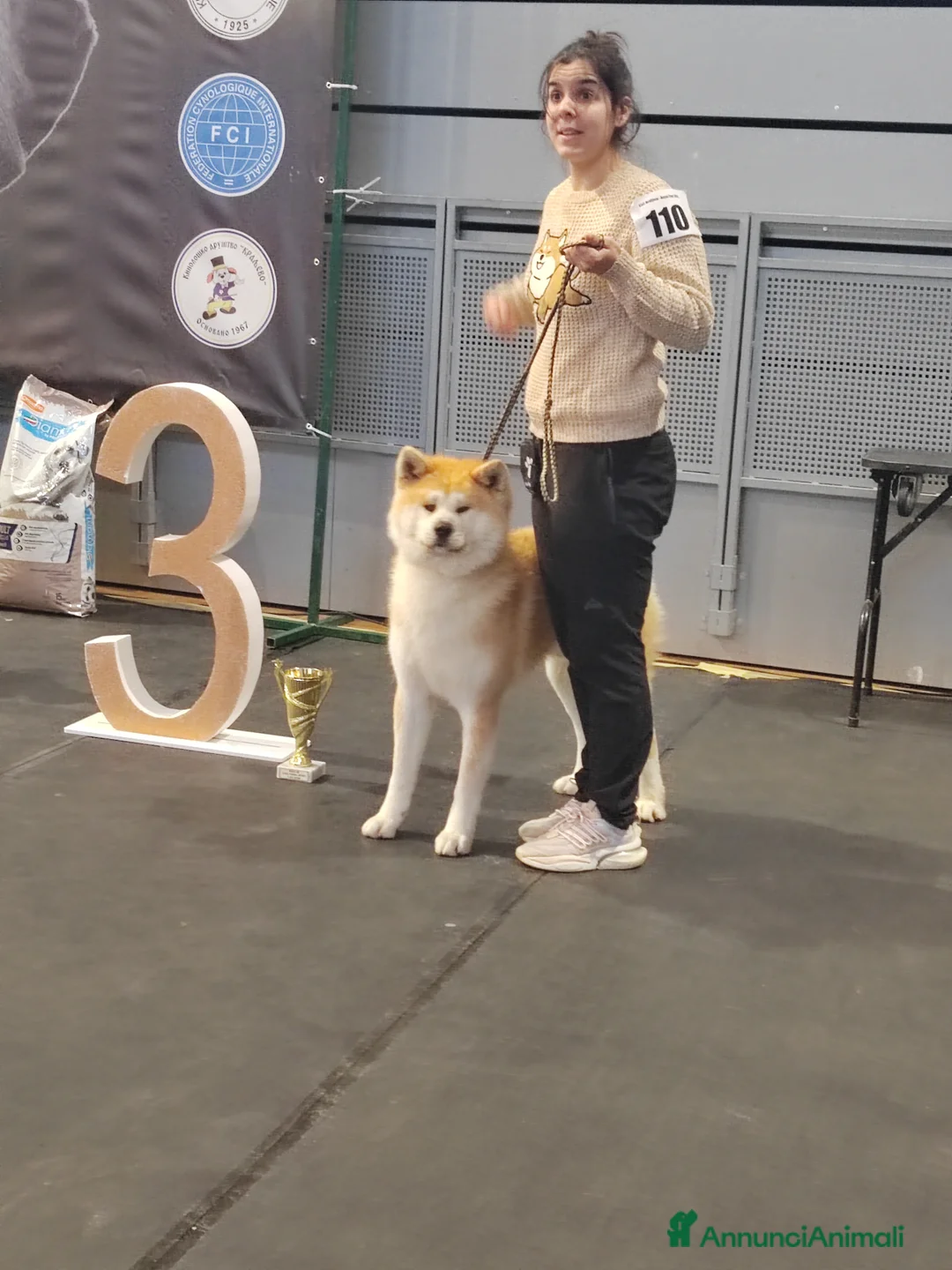 Akita Inu cani in vendita: Cuccioli di Akita Inu - Annuncio 2
