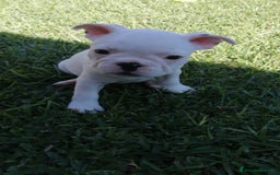 Bulldog Francese cani in vendita: Bulldog Francese  - Immagine 6