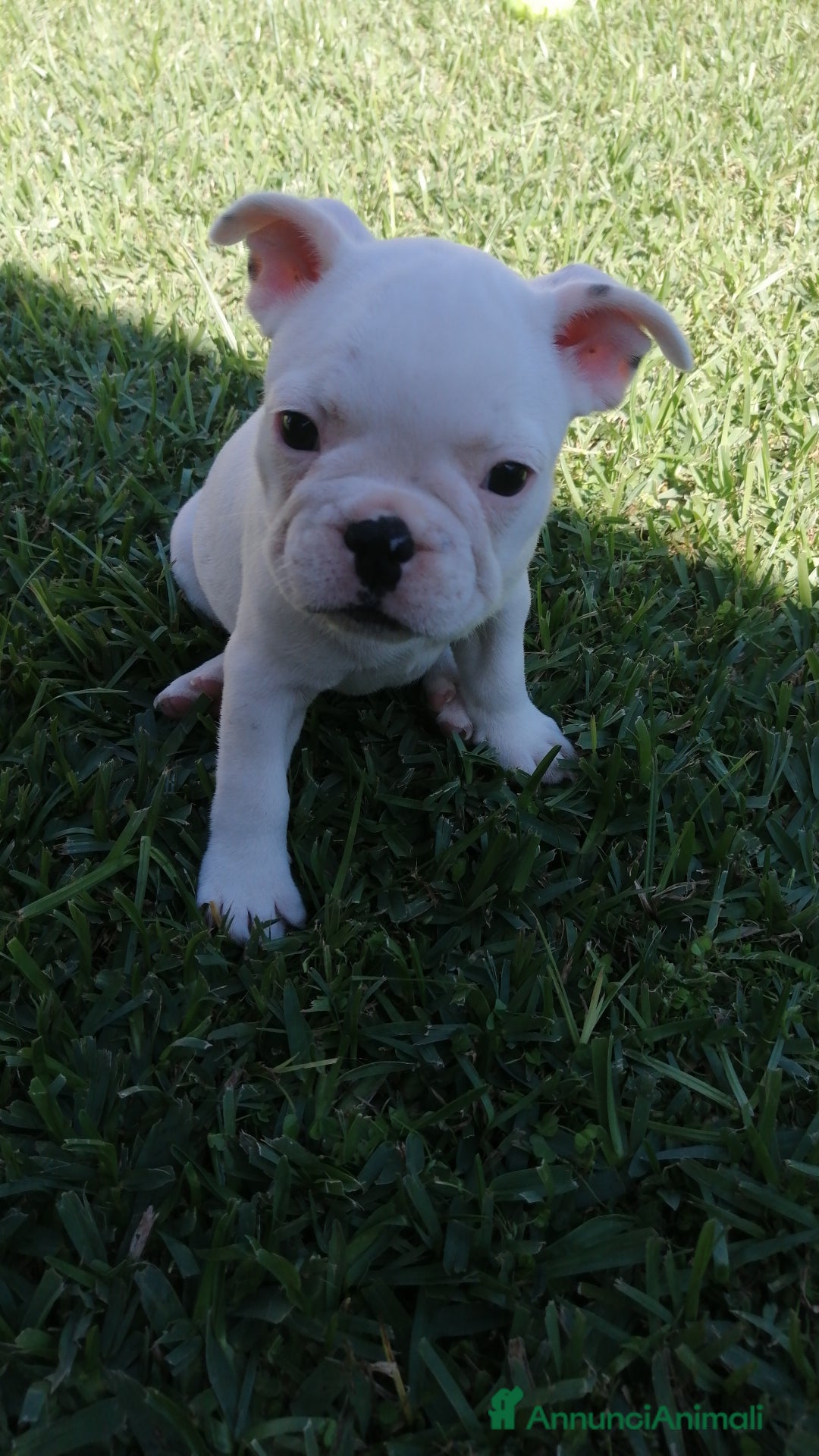 Bulldog Francese cani in vendita: Bulldog Francese  - Immagine 6