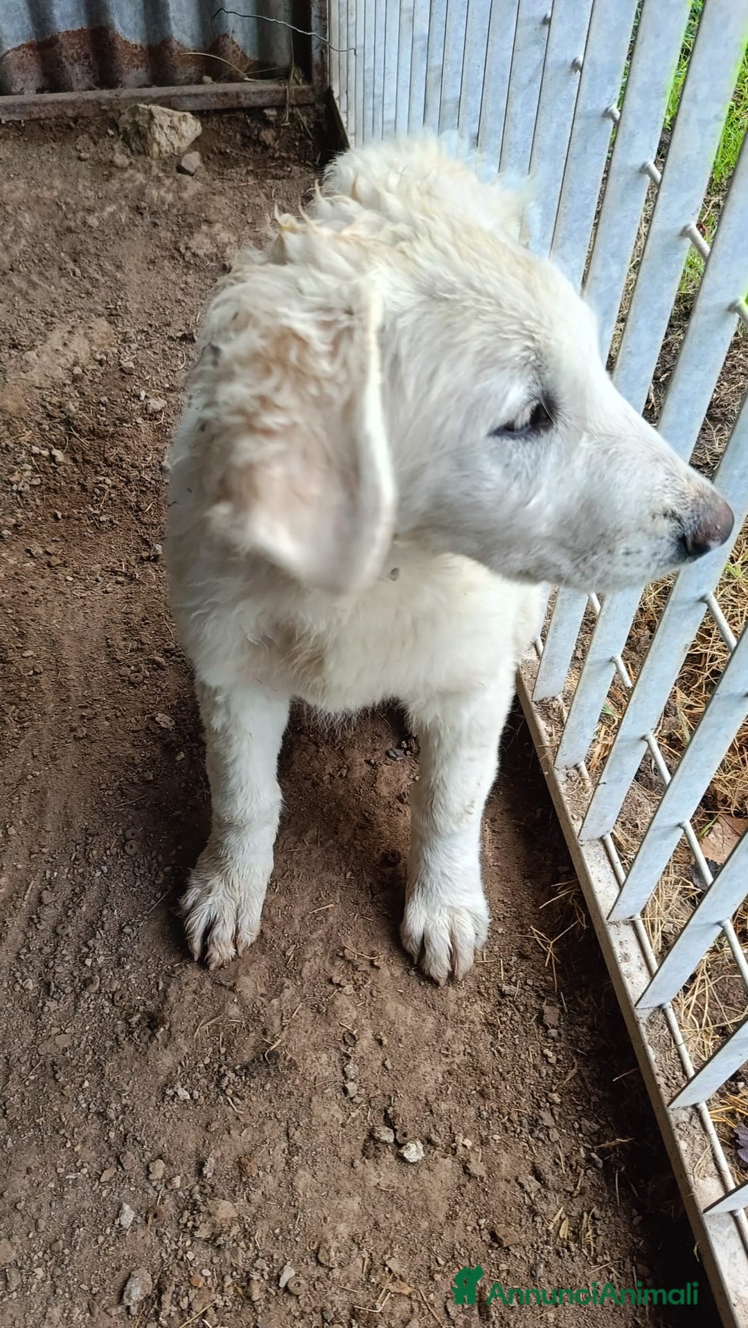 Meticcio cani in regalo: COMETA - Annuncio 4