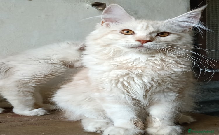 Maine Coon gatti Cucciolo Maine coon  - Annuncio 9