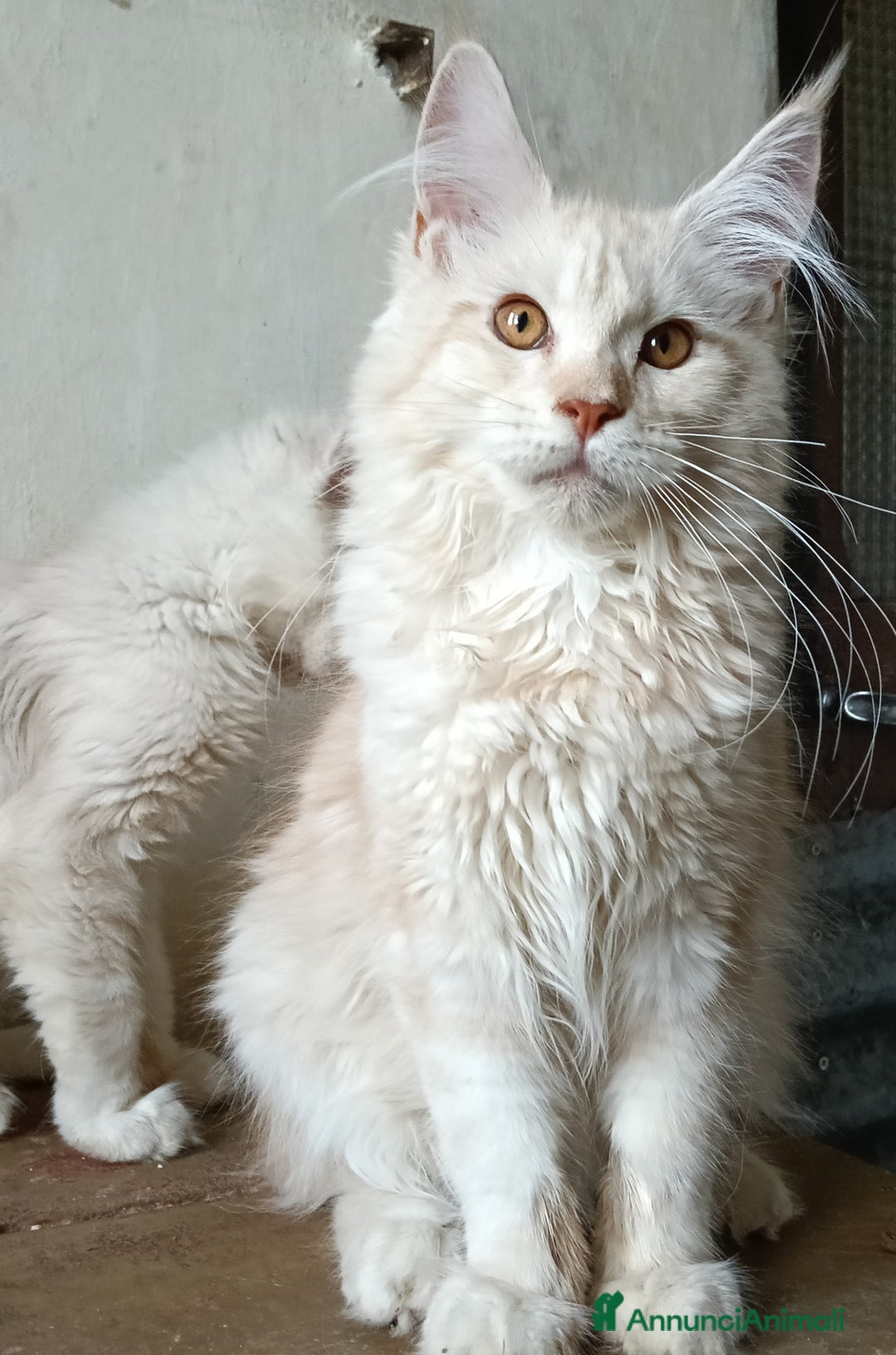 Maine Coon gatti in vendita: Cucciolo Maine coon  - Annuncio 1