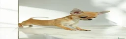 Chihuahua cani in vendita: Stupendi chihuahua pedigree enci - Annuncio 3