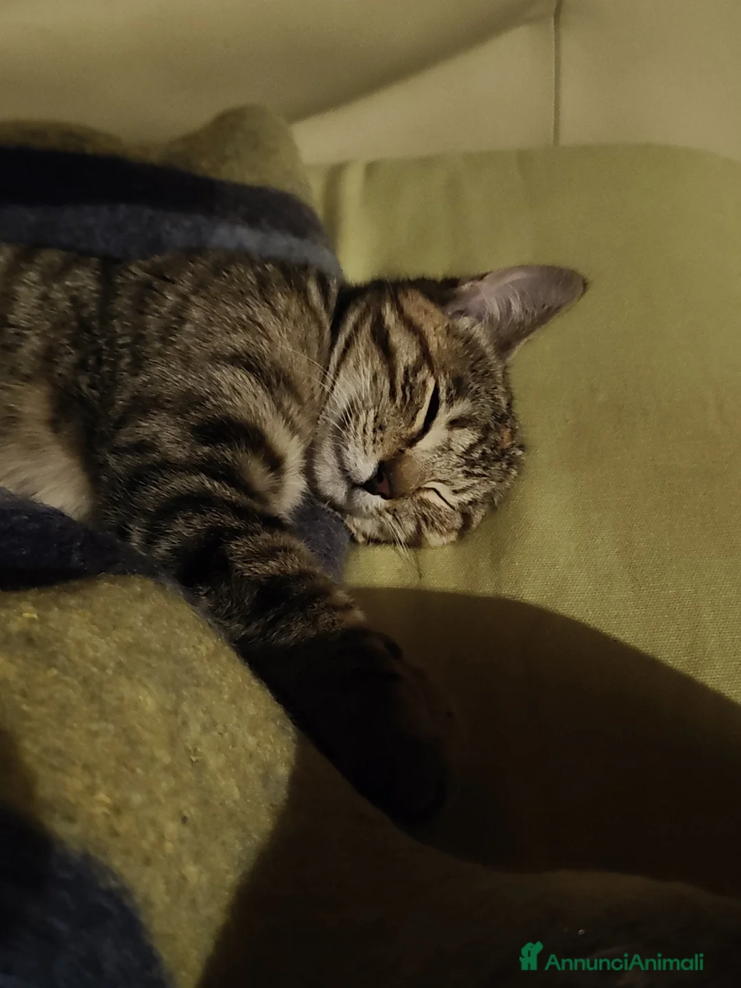 Meticcio gatti in regalo: Micia affettuosa cerca casa - Annuncio 4