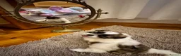 Shih Tzu cani in vendita: Schitzu il tuo batuffolo di gioia ti aspetta  - Annuncio 20