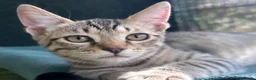 Europeo gatti in regalo: Gattino maschio tigrato a Città metropolitana di Roma Capitale - Annuncio 4