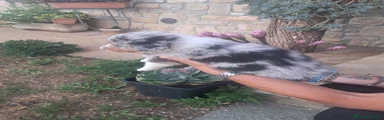 Australian Shepherd 4