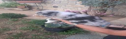 Australian Shepherd cani in vendita: Cucciola  casalinga  a Provincia di Bergamo - Annuncio 19