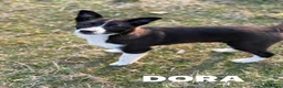 Border Collie cani in regalo: DORA, cucciola timidina cerca famiglia. mix BORDER - Annuncio 5