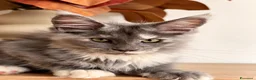 Maine Coon gatti in vendita: Allevamento Maine Coon Misty Woods - Annuncio 34