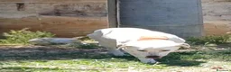 Meticcio cani in regalo: Lulù cagnolina meravigliosa - Annuncio 3