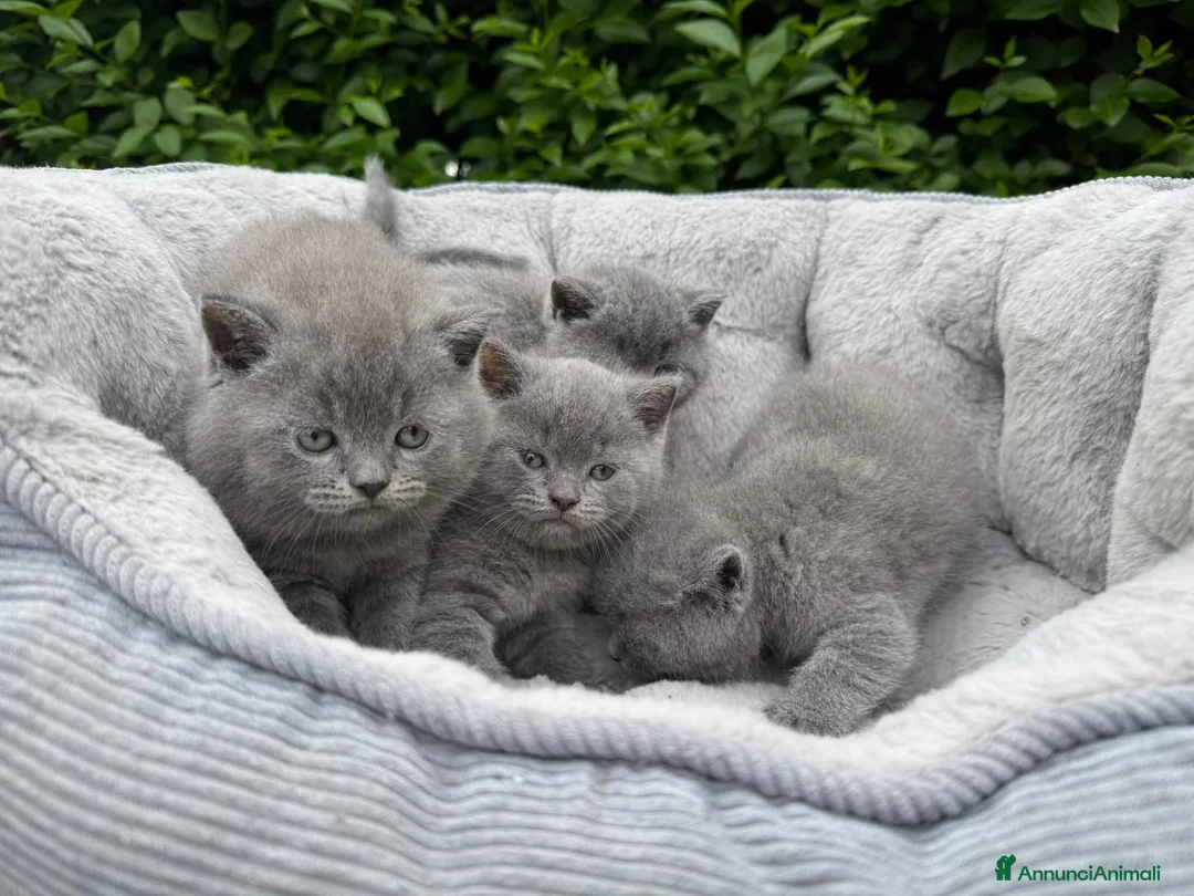 British gatti in vendita: British shorhair  a Provincia di Rovigo - Annuncio 2
