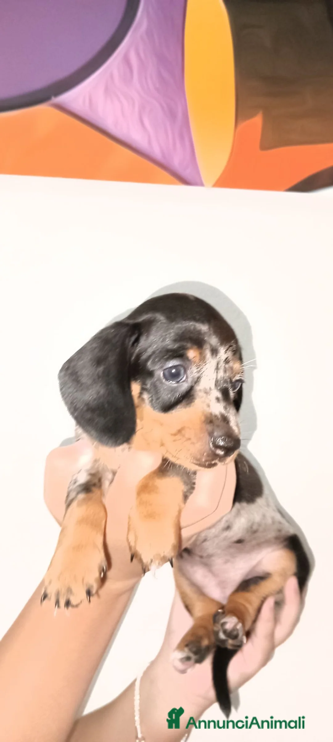 Bassotto cani in vendita: Bassotto silver arlecchino  - Annuncio 5